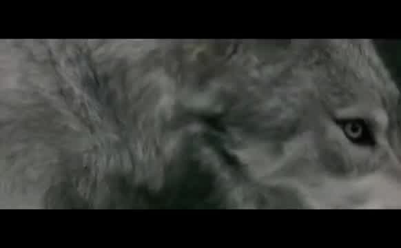 Behemoth - Wolves ov Siberia