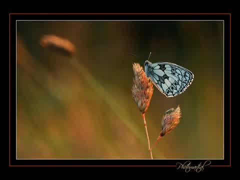 Francis Cabrel - L'Instant d'amour