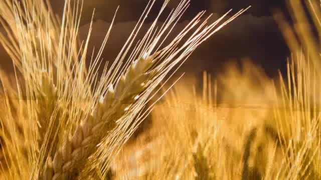 Kevin Kern - Fields of Gold